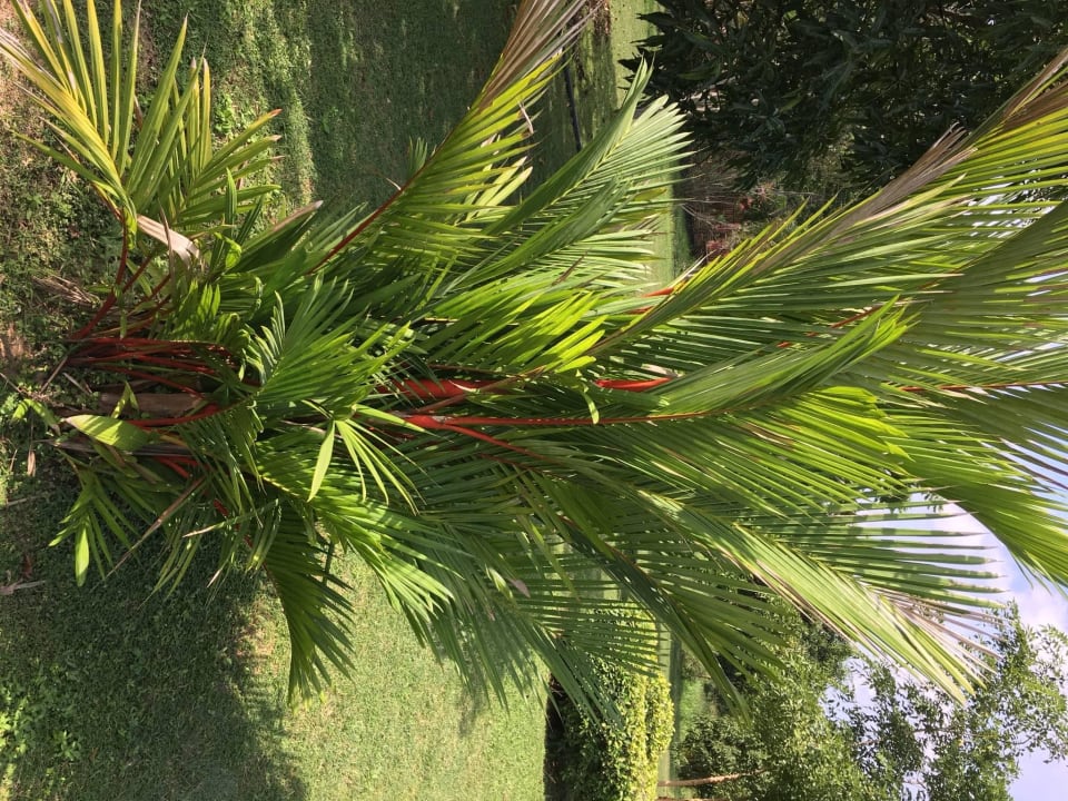 Tolle Pflanzenwelt direkt vor Ort Ayurveda Paradise Maho