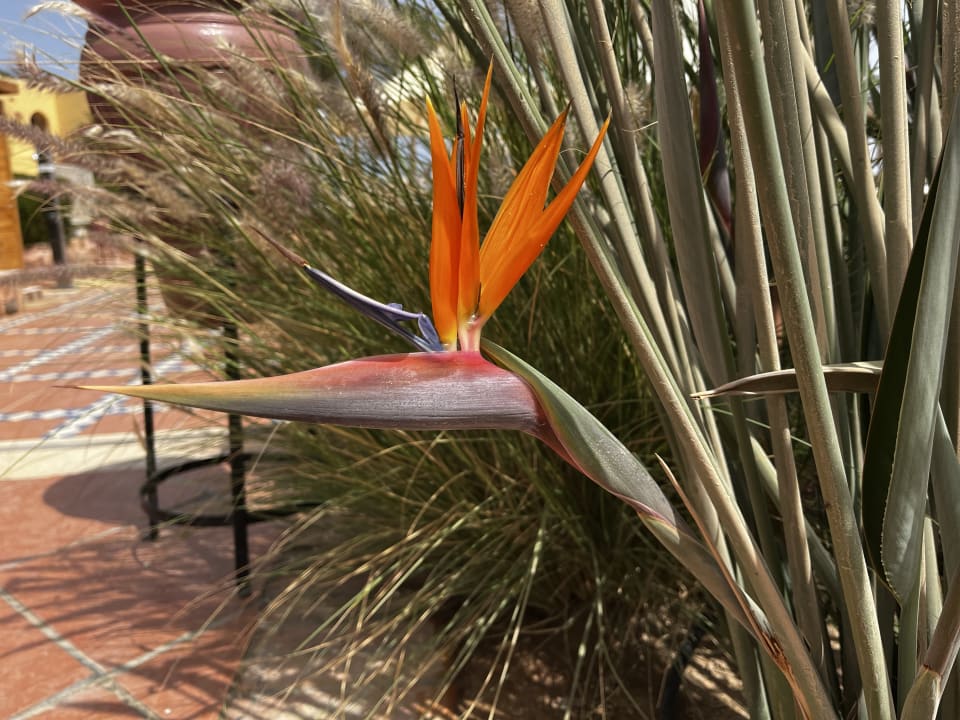 Sonstiges Steigenberger Coraya Beach - Adults only