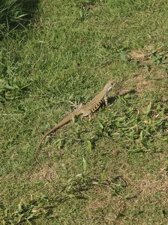 Gartenanlage Anantara Vacation Club Mai Khao Phuket