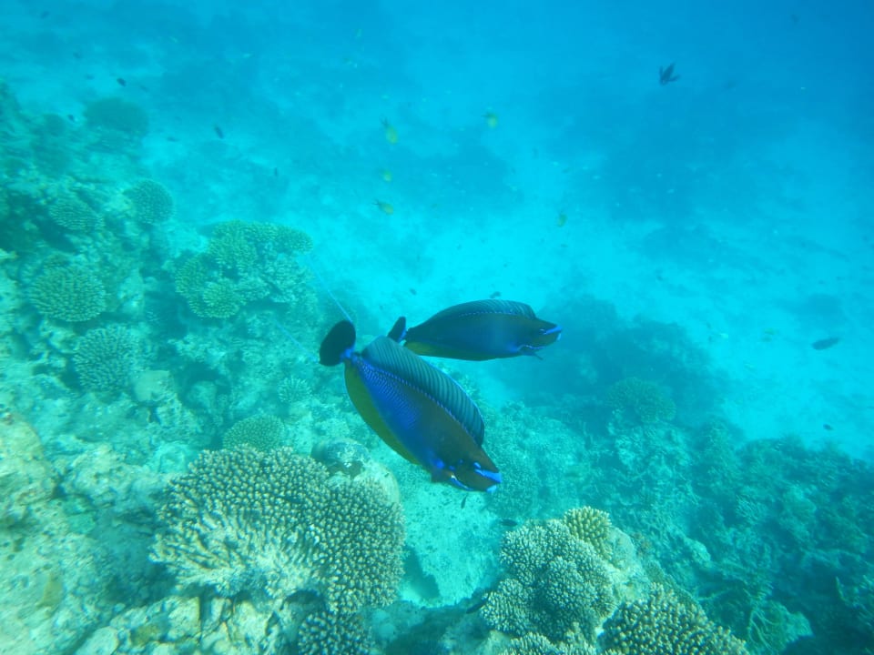 Hausriff Vilamendhoo Island Resort & Spa