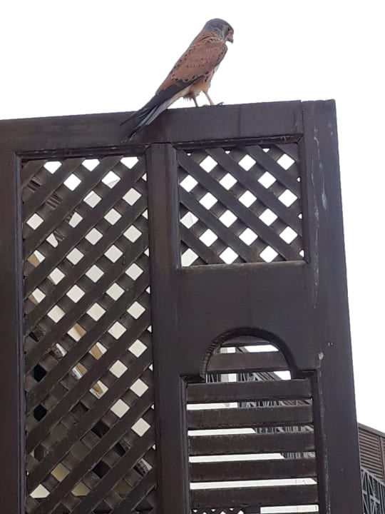 Zimmer Steigenberger ALDAU Beach Hotel