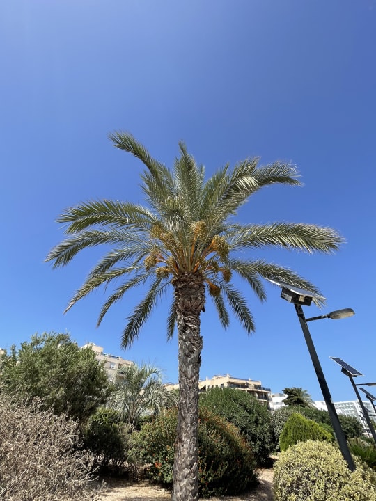 Gartenanlage Club Can Bossa