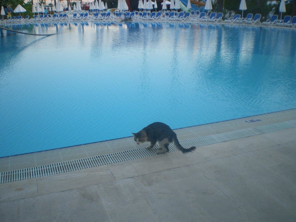 Katze Titanic Deluxe Lara