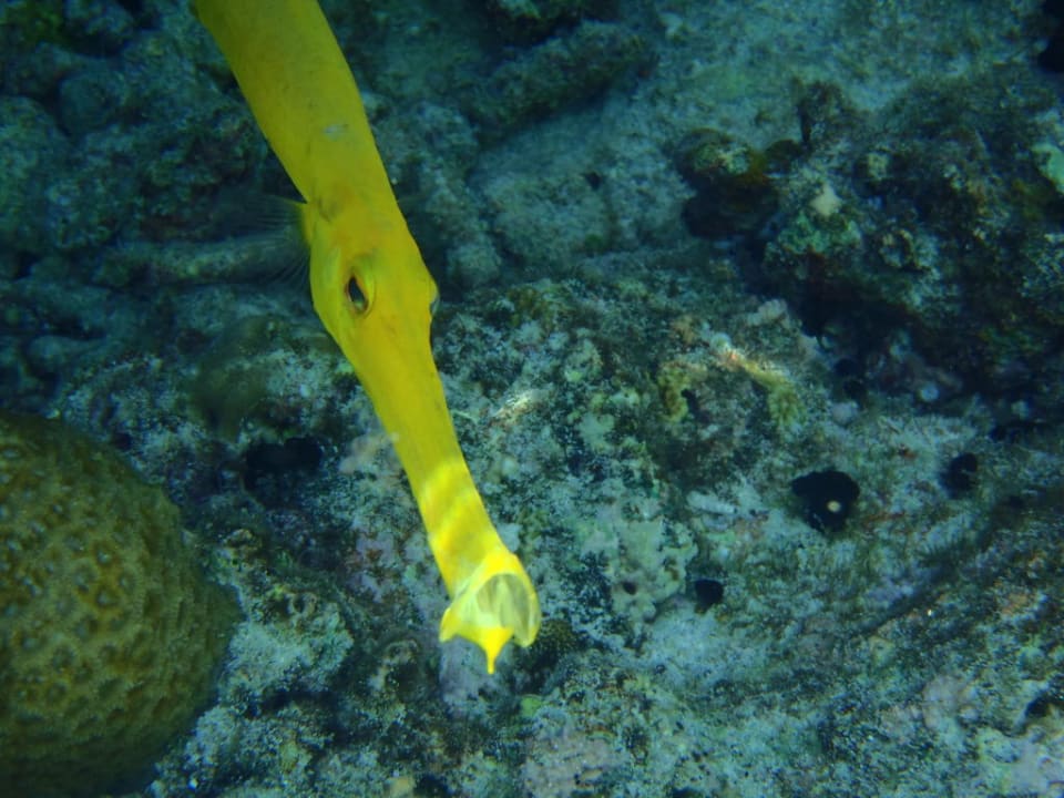 Schnorcheln am Hausriff Embudu Embudu Village