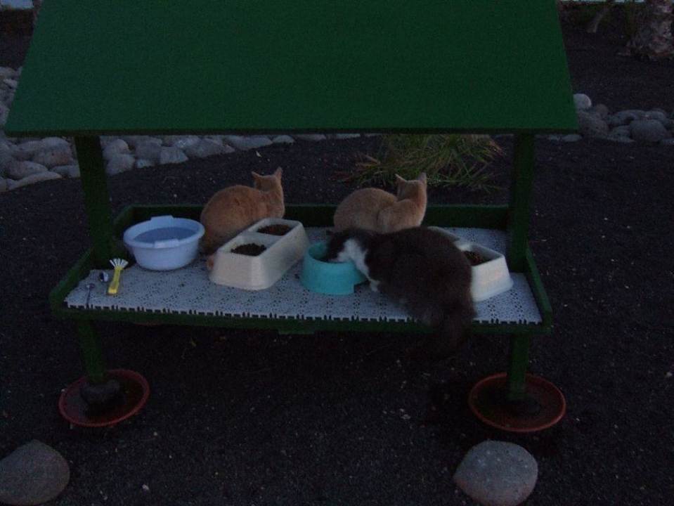 Mitternachts-Snack Dreams Lanzarote Playa Dorada Resort & Spa