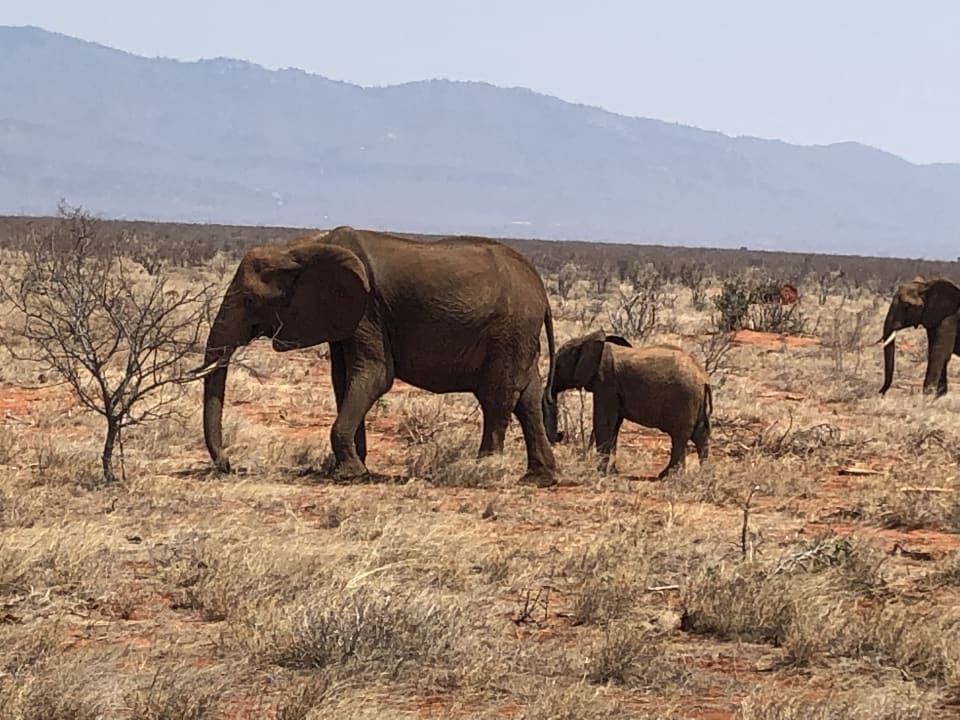 Ausblick Sentrim Tsavo Lodge