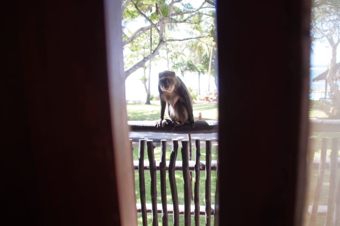 Affe auf dem Balkon Baobab Beach Resort & Spa