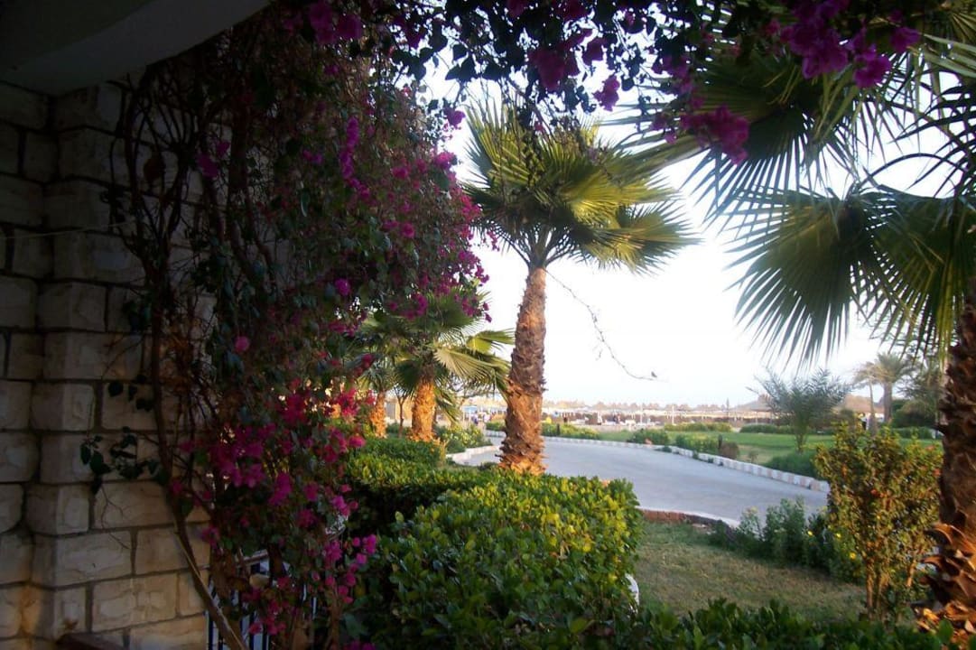 Widok z okna Aladdin Beach Resort