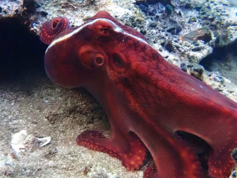 Sport & Freizeit Shams Alam Beach Resort