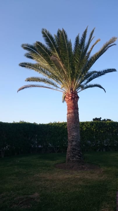 Palme in der Anlage Canary Garden Club