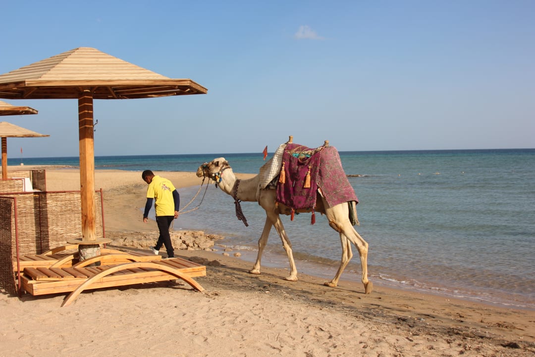 Strand Shams Prestige Abu Soma-Adults Only