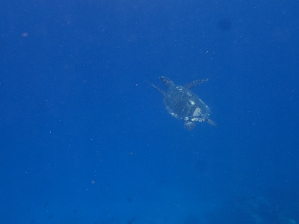 Sport & Freizeit Summer Island Maldives