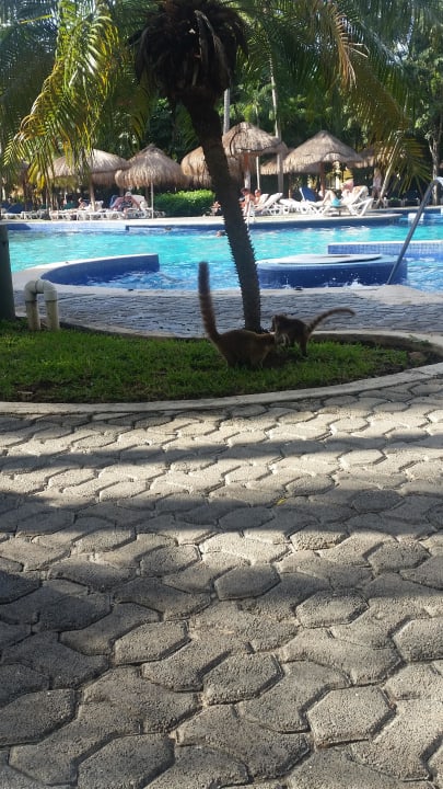 Pool Hotel Riu Tequila