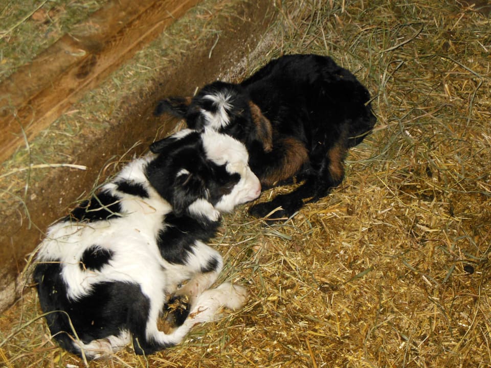 Wir sind die zwei Zicklein Comfort-Farm Zittrauerhof