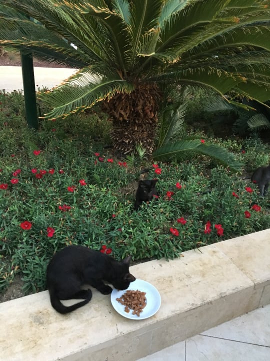 Sonstiges VONRESORT Golden Coast