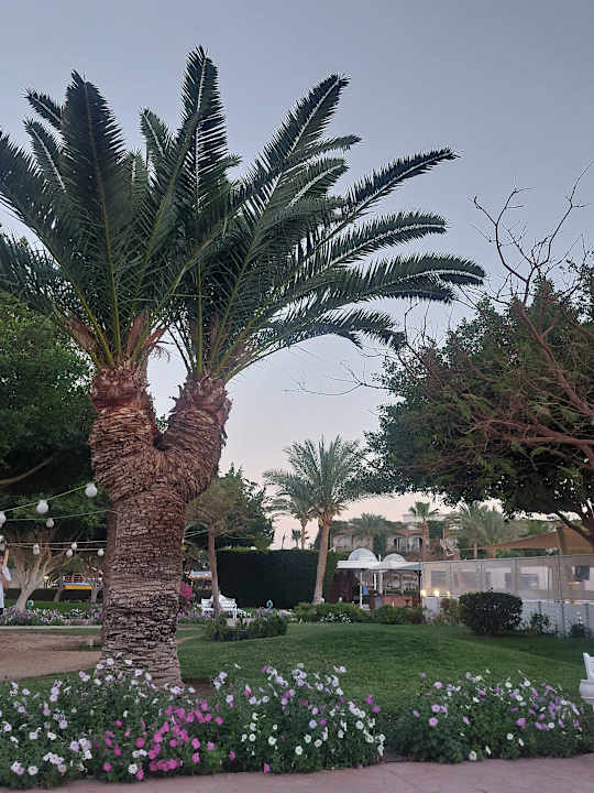 Außenansicht Desert Rose