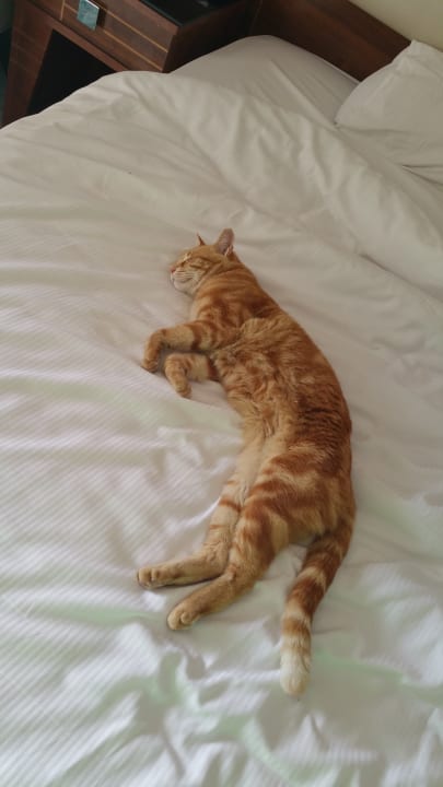 Sonstiges Pickalbatros Dana Beach Resort - Hurghada