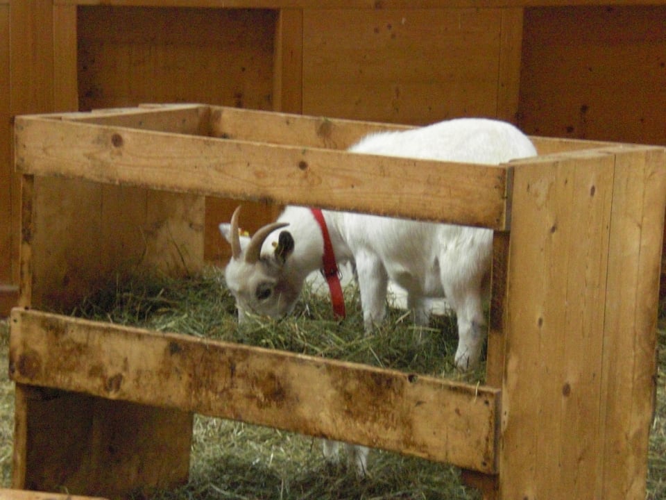 Tierstall Kinderhotel Felben