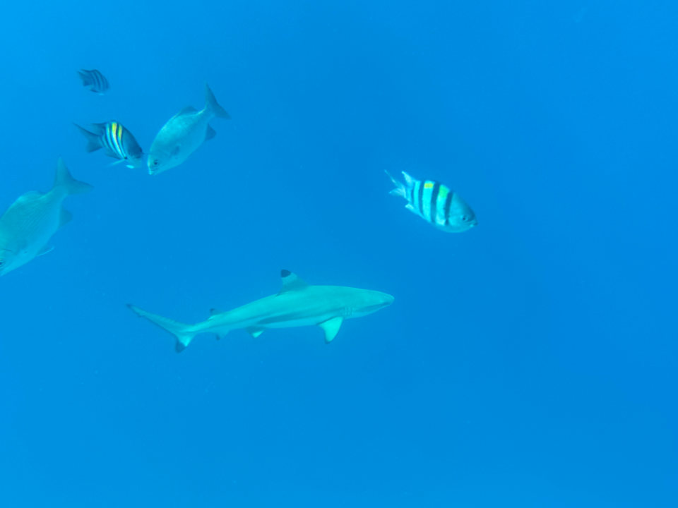 Strand Vilamendhoo Island Resort & Spa