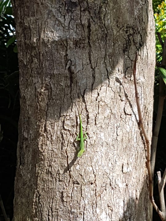 Außenansicht Wyndham Alltra Samana