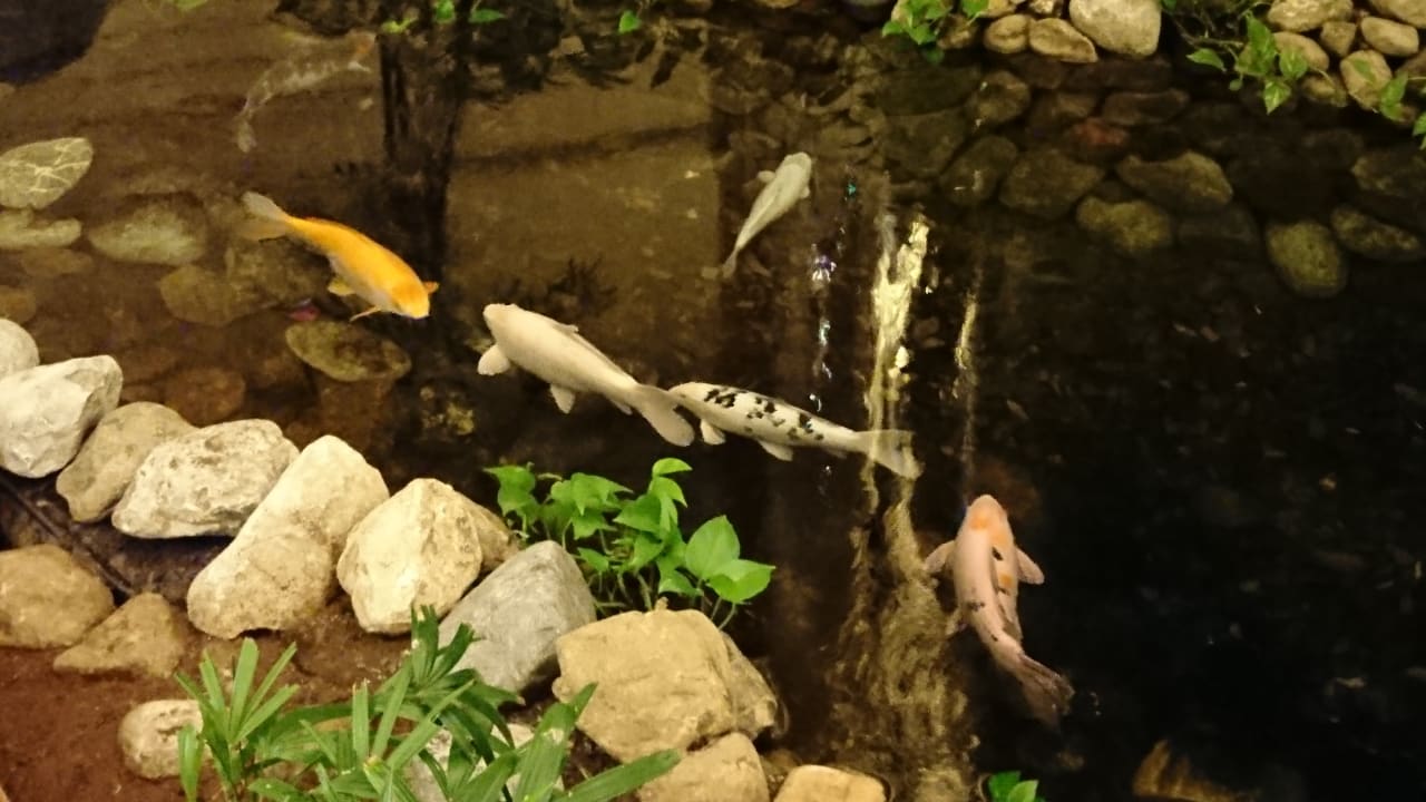 Gastro Grand Hyatt Dubai