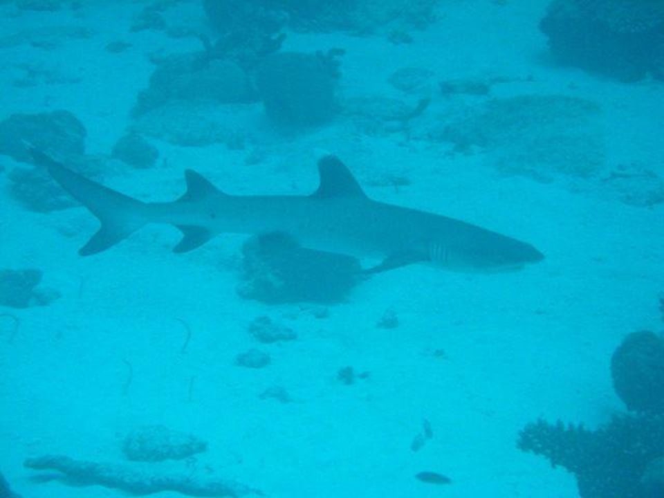 Shark Summer Island Maldives