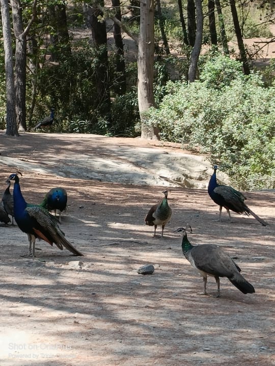 Gartenanlage Hotel Kos Palace
