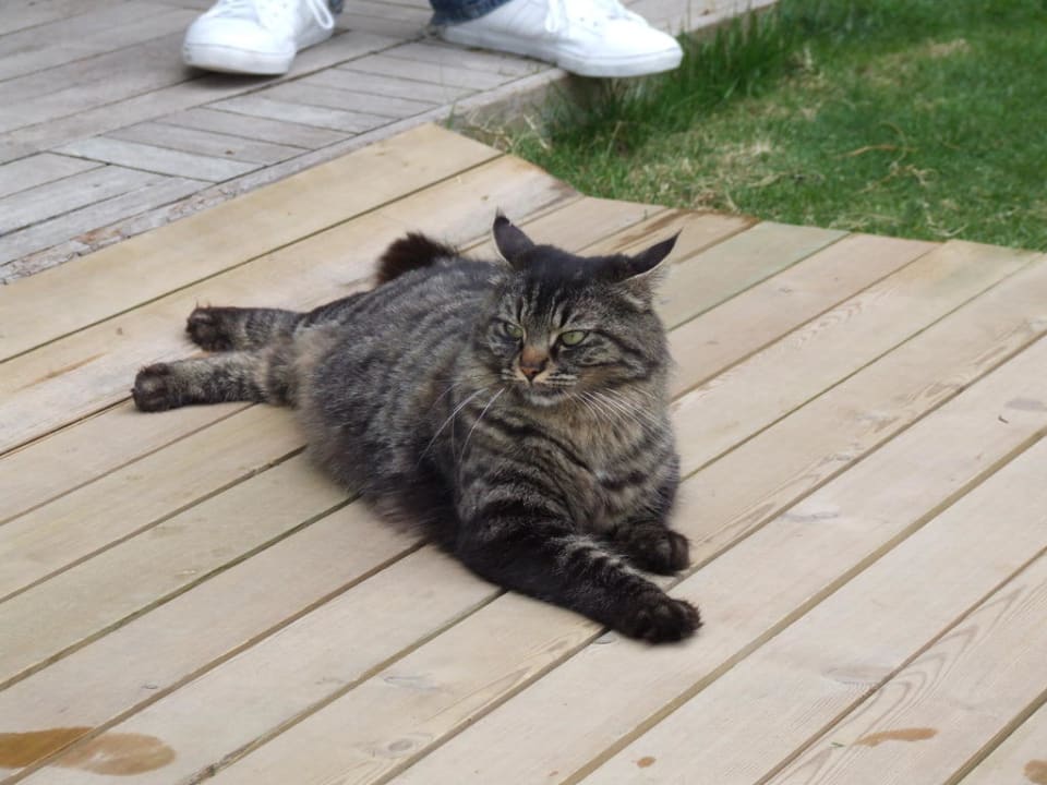 Kampfkater Voyage Belek Golf & Spa