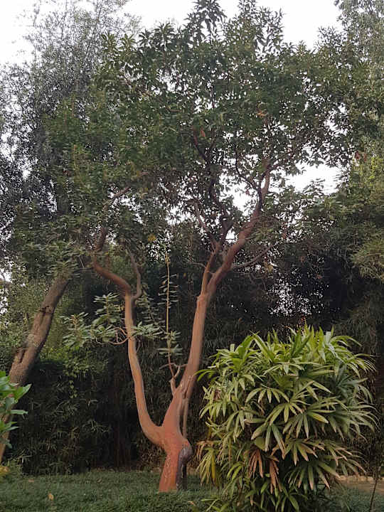 Gartenanlage Hotel La Residenza