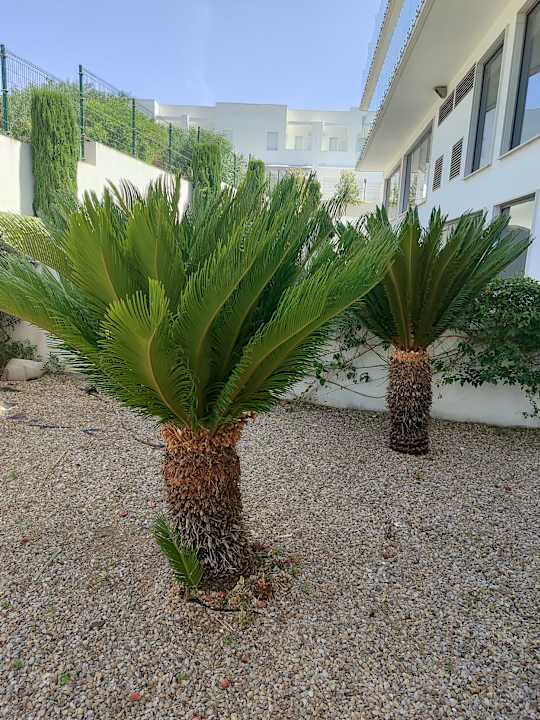 Gartenanlage Hipotels Gran Conil Hotel