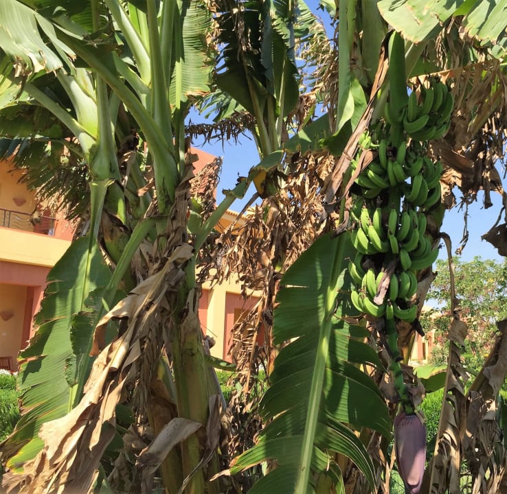 Bananen Malikia Resort Abu Dabbab
