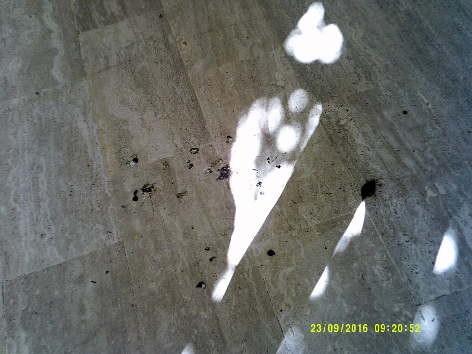 Taubendreck nur ein Bruchteil von dem was wirklich Teos Village