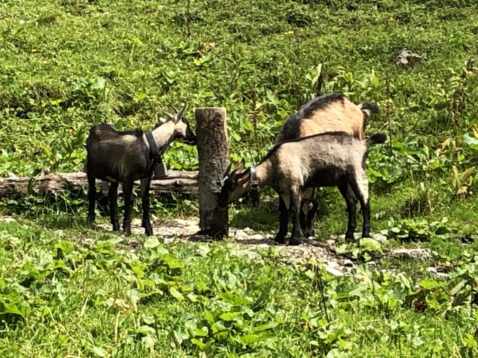 Sonstiges Ferienhof Baldauf