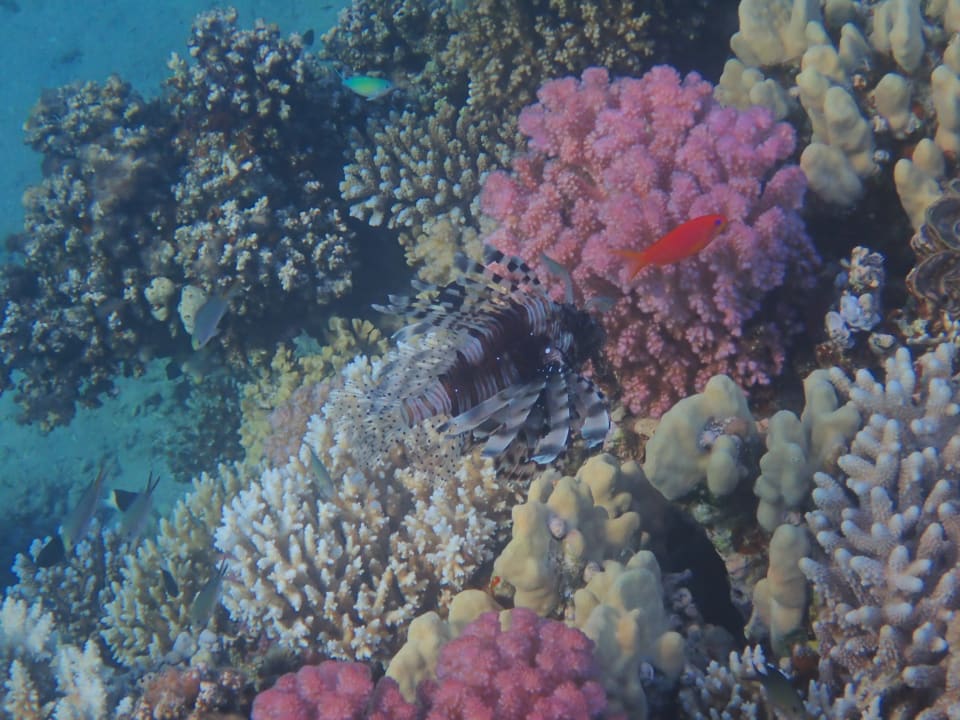 Strand Fort Arabesque Resort, Spa & Villas