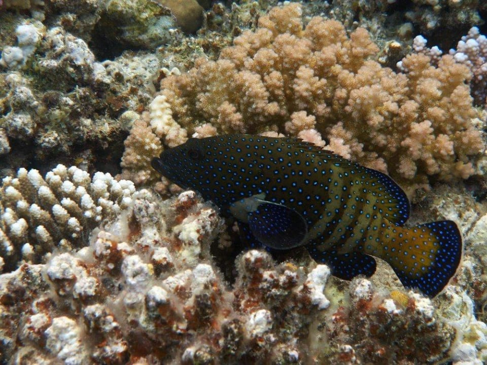 Schnorcheln am Hausriff Malikia Resort Abu Dabbab