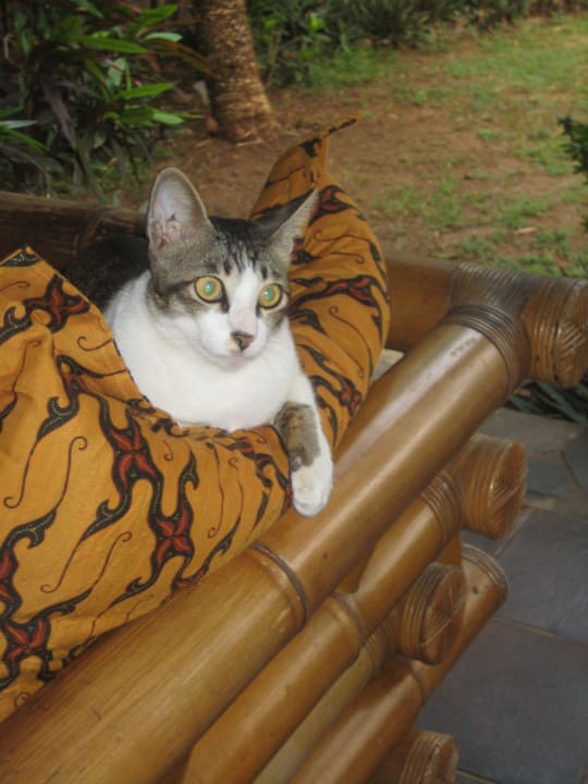 Die Hauskatze Saraswati Holiday House