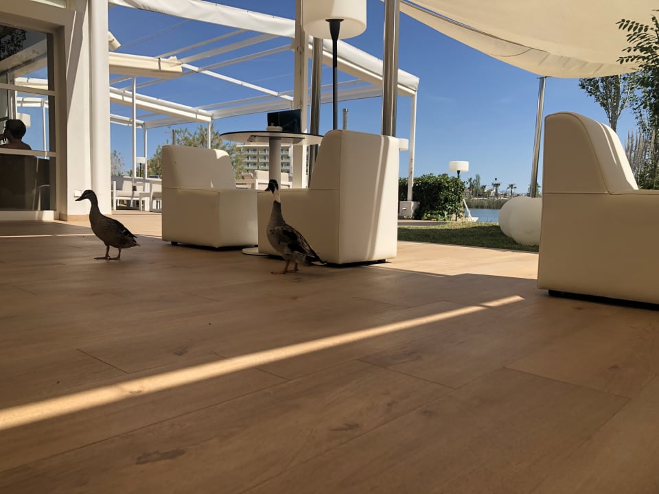 Sonstiges BG Hotel Rei del Mediterrani Palace