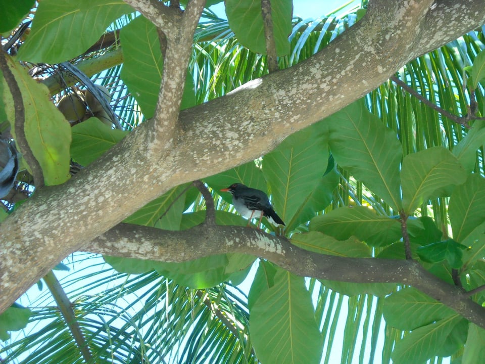Einheimischer Vogel Senator Puerto Plata Hotel