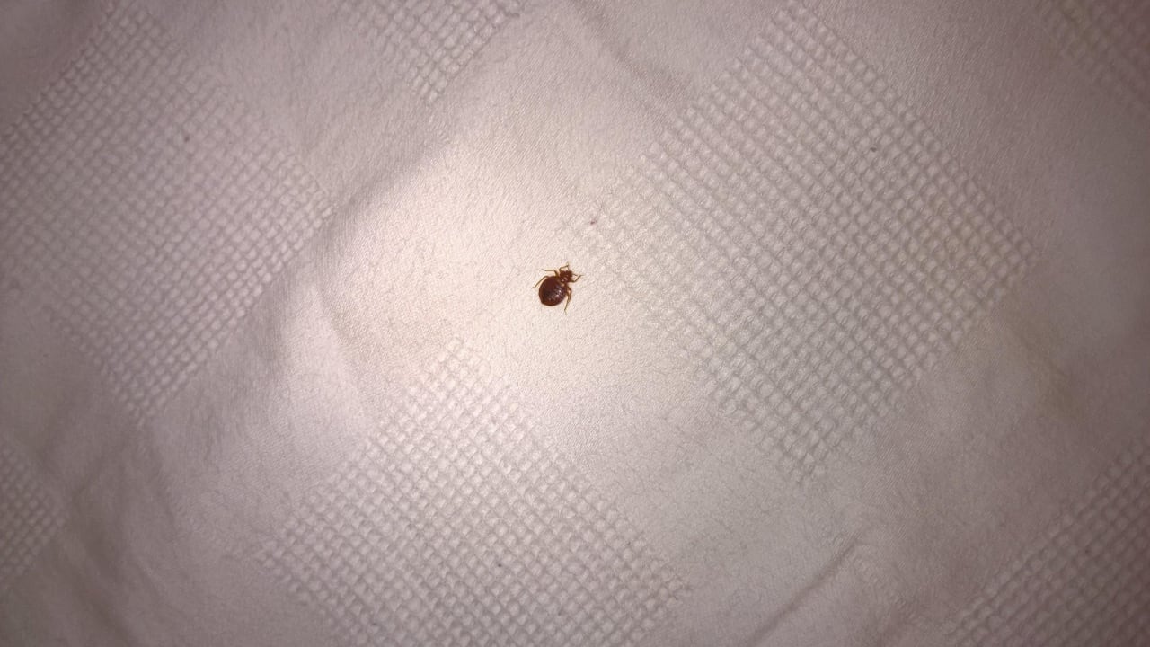 Bettwanze auf der Suche nach uns (Zimmer 3219) Titanic Beach Spa & Aqua Park