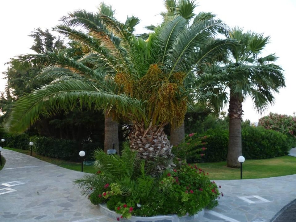 Sehr viel Grün Hotel Kalithea Horizon Royal
