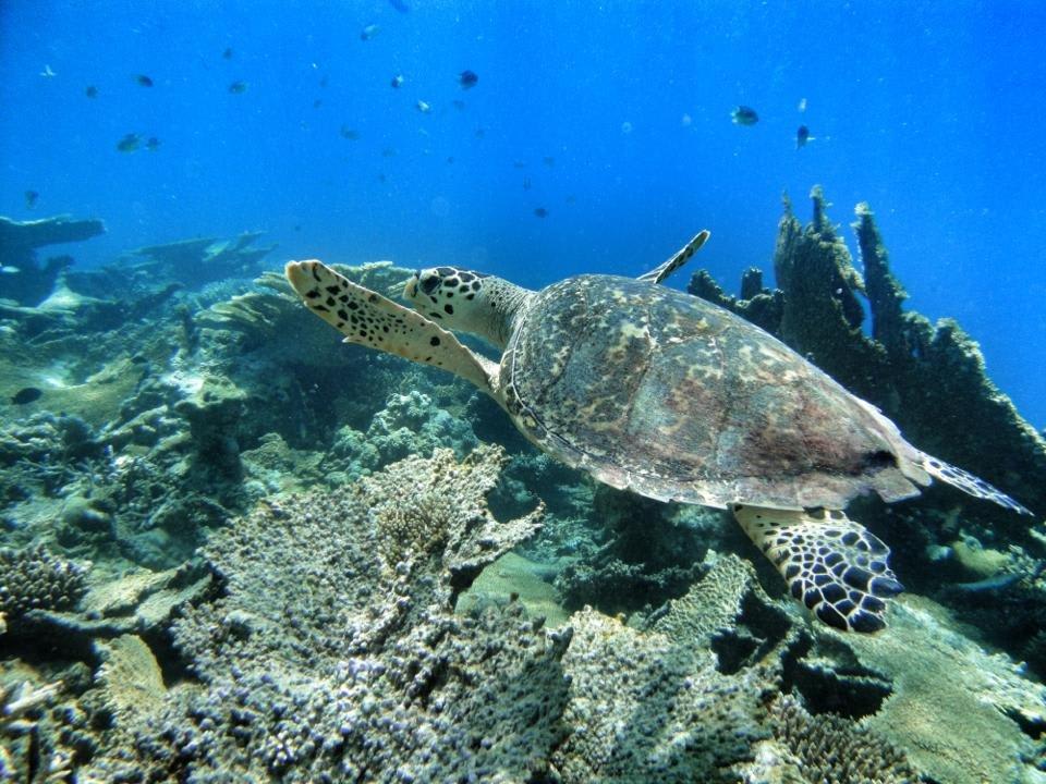 Schildkröte am Hausriff Angaga Island Resort