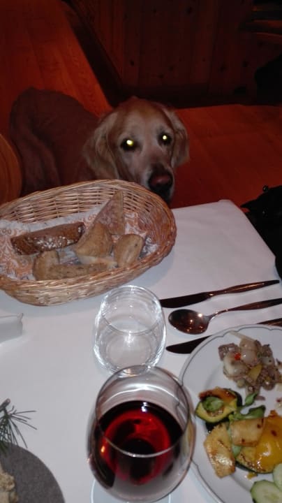 Dog  Hotel Wiesenhof Garden Resort