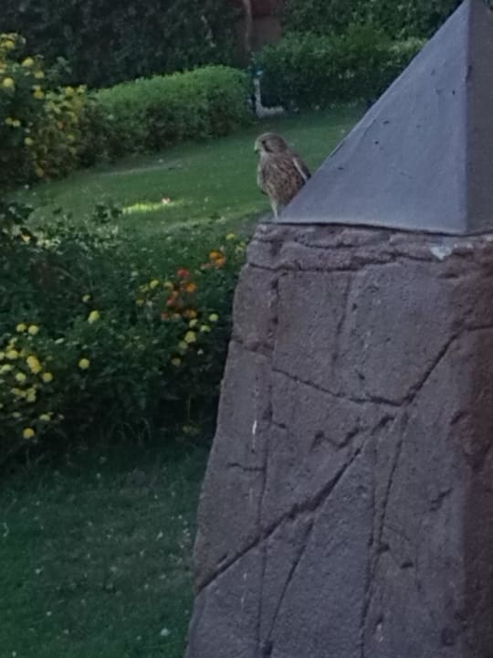 Falke Prima Life Makadi Resort