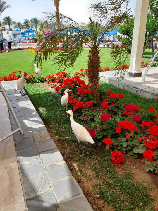 Sonstiges Pickalbatros Dana Beach Resort - Hurghada