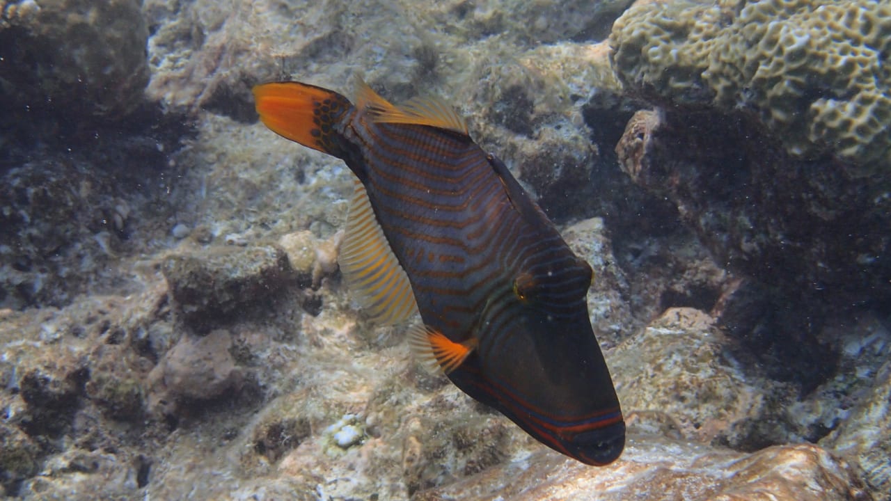 Schnorchelerfolge Kuramathi Maldives