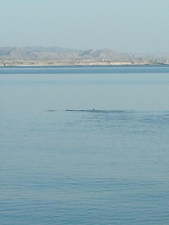 Strand Pickalbatros Sea World Resort - Marsa Alam