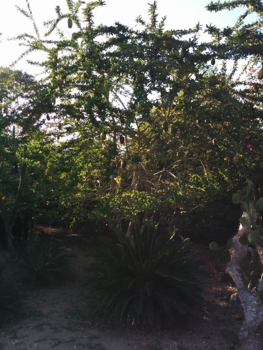 Garten Decameron Baru