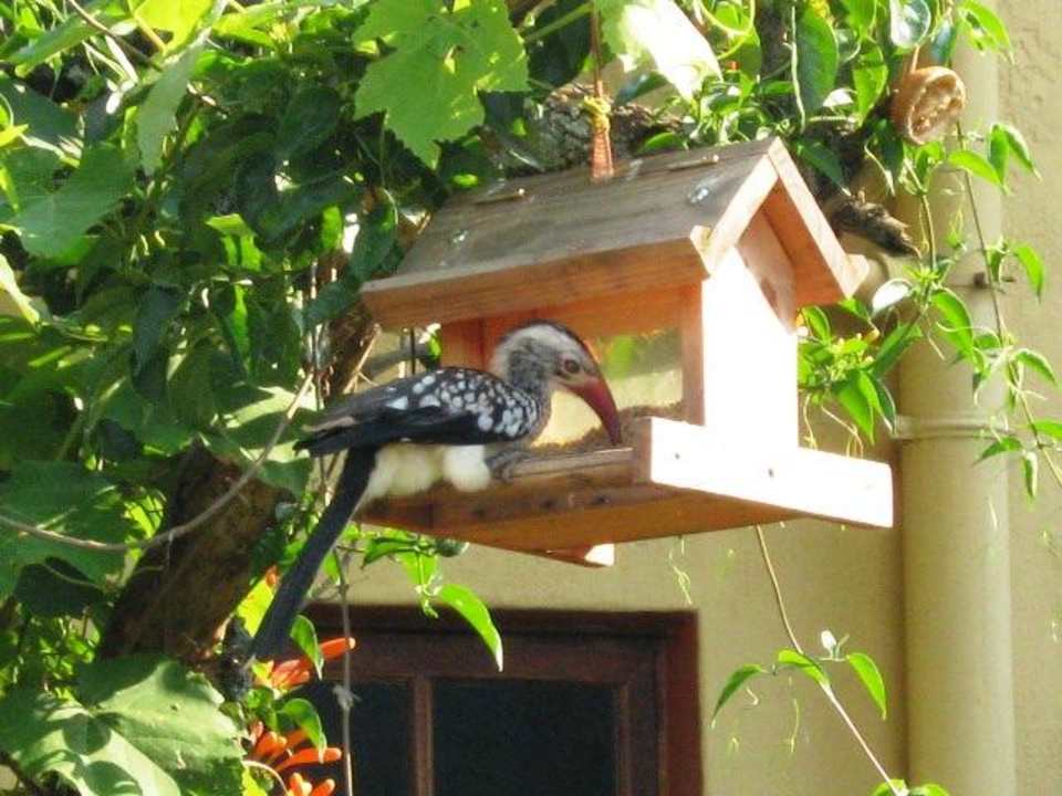 Hornbill outside Shiraz Chalet Guesthouse Soul Fusion