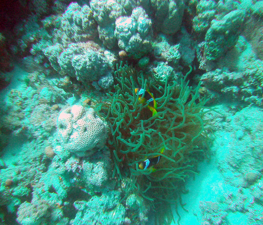 "Nemo's" Rotmeeranemonenfische  SUNRISE Cardina Resort