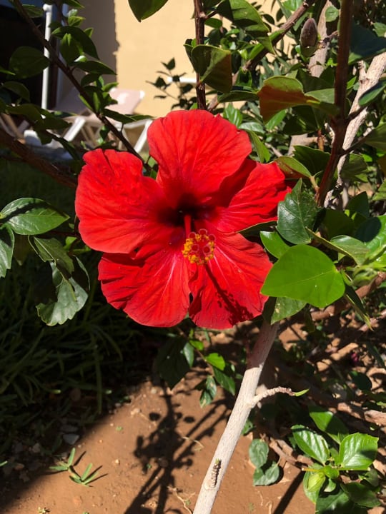 Gartenanlage HL Miraflor Suites Hotel